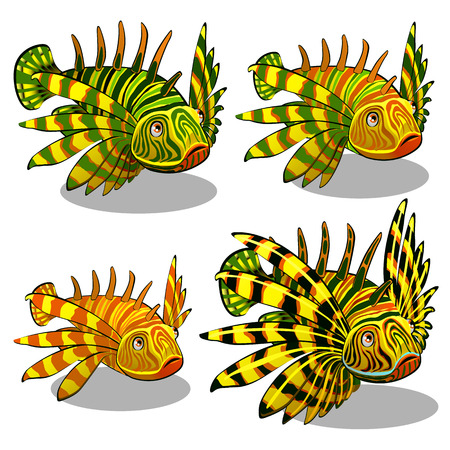 The set of stages of a growing red lionfish or Pterois volitans isolated on a white background. A family of colorful zebra fish. Vector illustrationのイラスト素材
