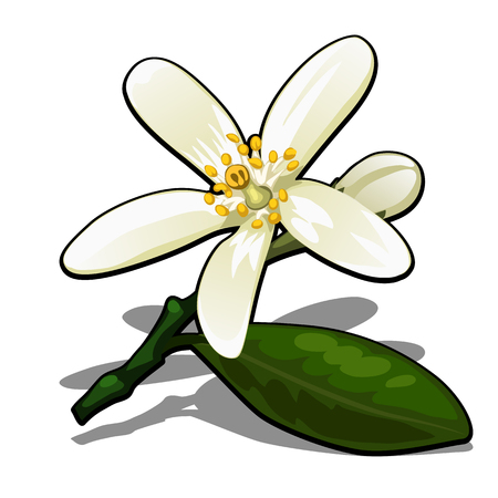 Single flower of lemon tree isolated on a white background. Flowering tree branches in the orchard. Vector cartoon close-up illustrationのイラスト素材