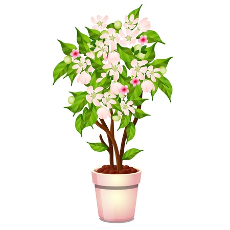 Office potted flowering tree isolated on white background. Vector cartoon close-up illustrationのイラスト素材