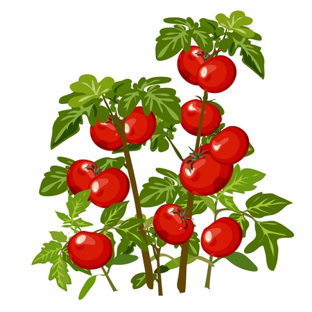 Growth and ripening tomato. Plants isolated on white background. Agriculture. Cartoon vector close-up illustrationのイラスト素材
