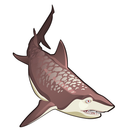 Great tiger shark isolated on white background. Vector cartoon close-up illustrationのイラスト素材