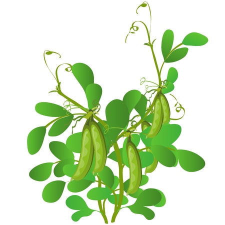 Agricultural plant green pea isolated on whiteのイラスト素材