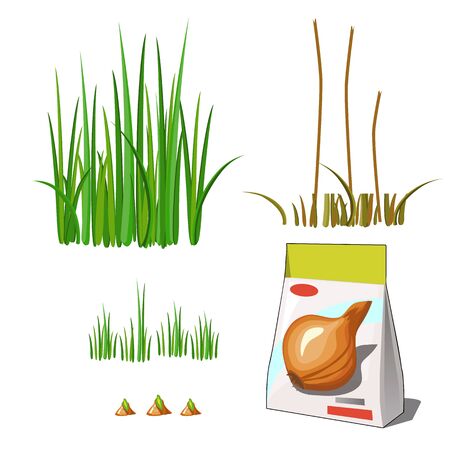 Set of stages of life of a agricultural plant green onion isolated on white background. Paper packaging for storage of seeds. Vector cartoon close-up illustration.のイラスト素材