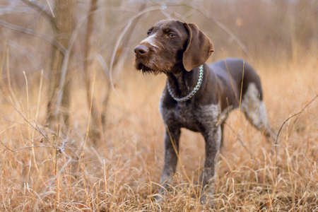 Hunting dog resting on the grass, German Hunting Watchdogの写真素材