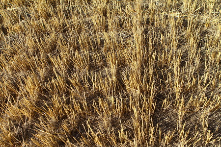 Empty stubble field after harvest, autumn backgroundの写真素材