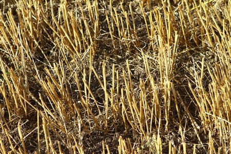Empty stubble field after harvest, autumn background close upの写真素材