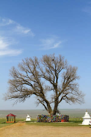 Lone poplar in steppe. Sacred tree in Kalmykia, Russia.のeditorial素材
