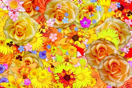 Blooming tickseed coreopsis flower abstract colorful background.の写真素材