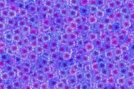 Blooming cornflower or knapweed flower abstract colorful background.の写真素材