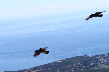Two ravens in flight, black bird on blue sea bakground. Birds image.
