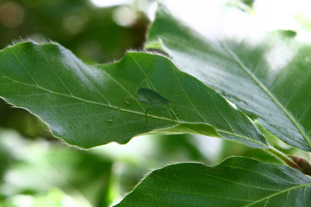 photo of nature - well camouflaged insect amongst green leaves. Natural camouflage concept