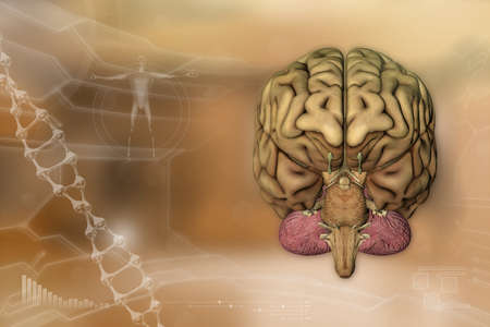 Human brain, intelligence analysis concept - highly detailed electronic texture, medical 3D...
