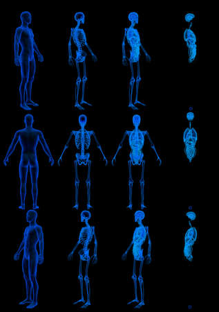 12 x-ray renders of male body with skeleton and internal organs - roentgen concept for healthcare - digital high resolution medical 3D illustration isolatedの写真素材