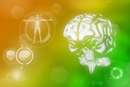 Medical 3D illustration - human brain, cerebrum development concept - detailed electronic texture