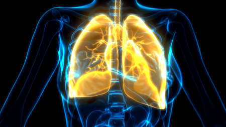 cg medical 3d illustration, orange lungs on x ray image