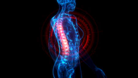Thoracic, middle part of backbone on x-ray body, medicine 3d illustrationの写真素材