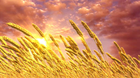 ripe rye or wheat spikelets field at beautiful sunset backdrop, digital nature 3D rendering
