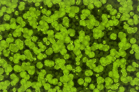 amazing creative a lot of organic primitive organisms digital graphic background texture...