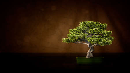 Japanese bonsai tree in dark room with free space on side - nature 3D rendering