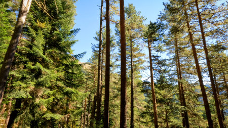 wild forest green frondage - plants, greenery and shrubs - photo of natureの写真素材