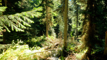 wild forest green leafage - plants, greenery and boscages - photo of natureの写真素材