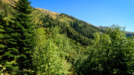 wild green forest in mountain ridge - touristic ground path - photo of natureの写真素材