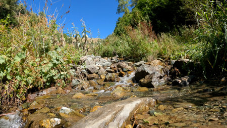 forest spring or watercourse at summertime, green leafage, tall greenery and stones - photo of...