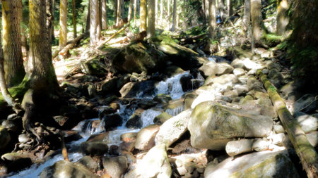mountain green forest water cascade at summertime, tripper experience - photo of natureの写真素材