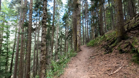 wild green forest in mountains - hiking ground trailway - photo of natureの写真素材