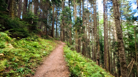 wild green woods in mountains - backpacking ground walk - photo of natureの写真素材