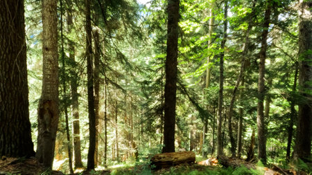 wild forest green frondage - plants, trees and boscages - photo of natureの写真素材