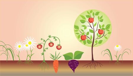 Vegetable garden. See my gallery for moreのイラスト素材