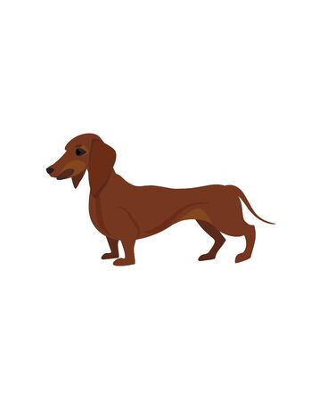 brown dachshundのイラスト素材