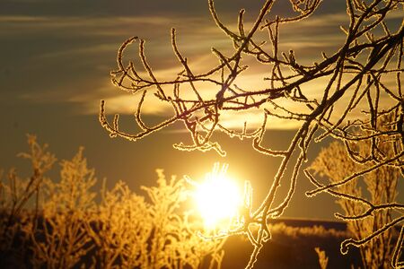 Branches covered with frost burning in the rays of the rising sunの写真素材