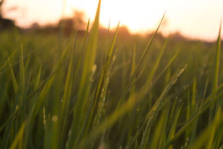 sunset rice fieldの写真素材