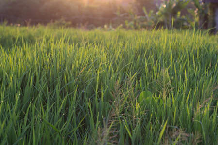 green rice field at sunset time