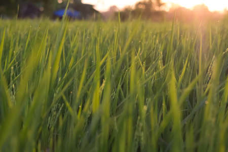 sunset at green rice field with bean of riceの写真素材