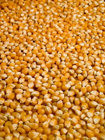A background of corn beans with a shalow depth of field