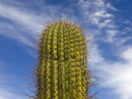 A green cactus over a blue sky with clouds.の写真素材