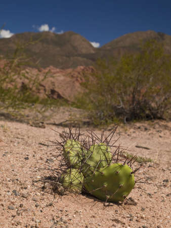 A green and thorny cactus growing in an arid landscape.の写真素材