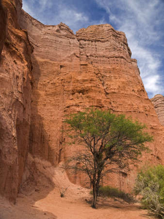 A tree standing on a desert and rocky landscape.の写真素材