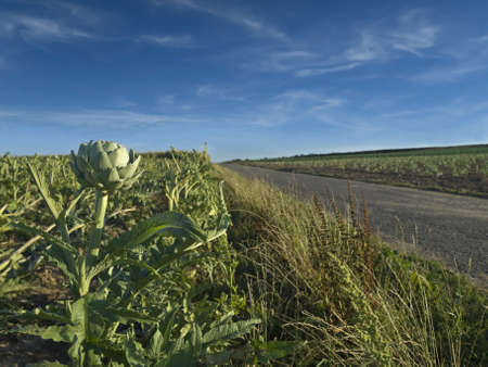 An artichoke field besides a road in Brittany, France.の写真素材
