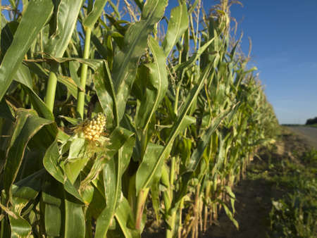 A corn field in Brittany, France.
