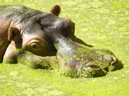 The hippopotamus comes out of the mossy swamp.