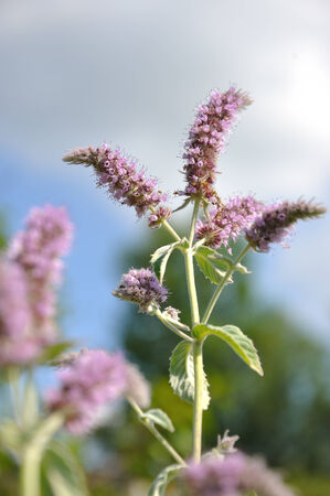 Melisse mint flowersの写真素材