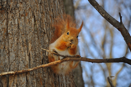 Squirrelの写真素材