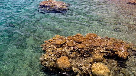 beautiful corals on the red sea in Israel