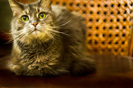Old fluffy grey cat with wild wiskers on leather chair with wicker backgroundの写真素材