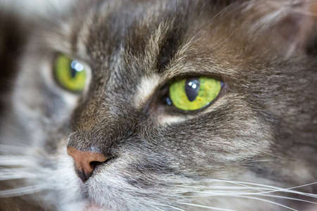 Old grey cat with green eyes in macro