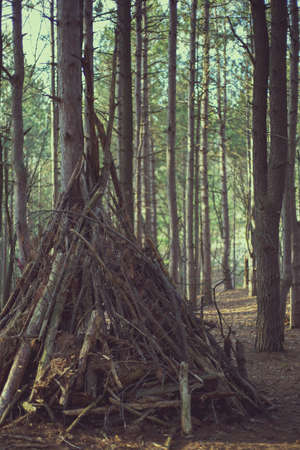 Den of branches in forest on sunny, spring dayの写真素材